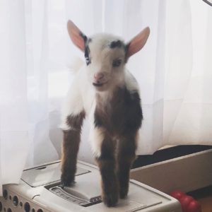 Cow the Goat